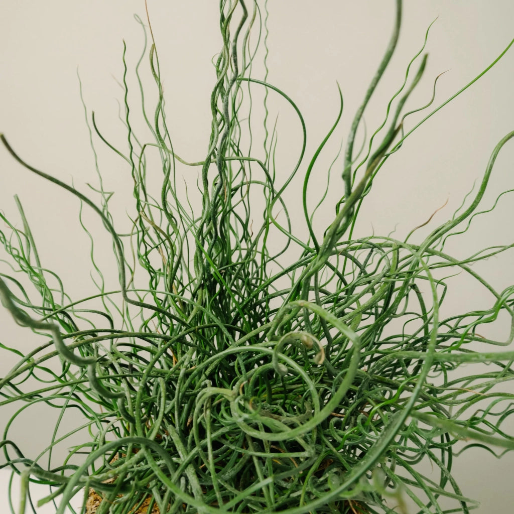 Juncus effusus 'Spiralis' vaso 19
