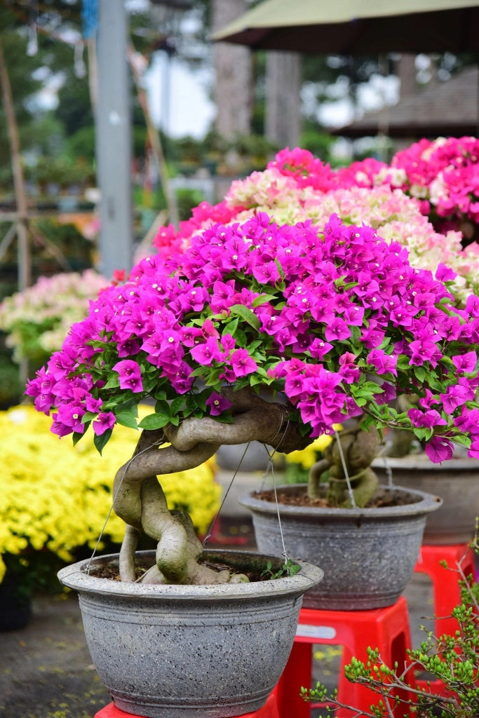 Buganvillea Bougainvillea Bonsai Fiore Doppio Vaso 60 cm Arbusto da Esterno
