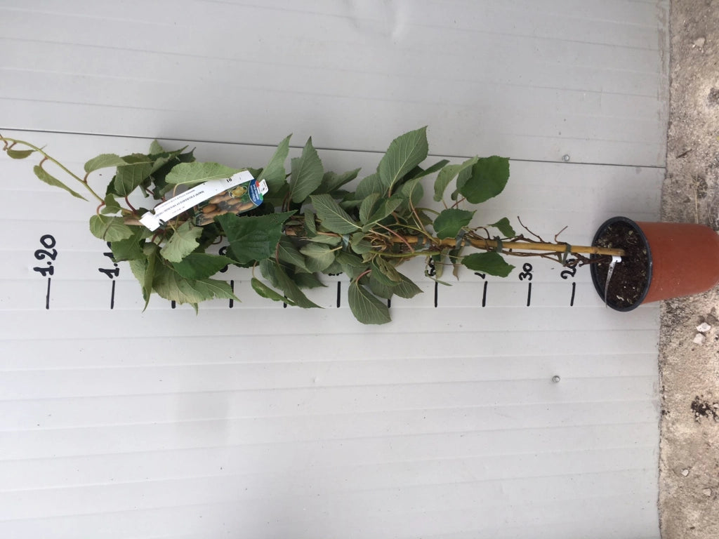 Kiwi Actinidia chinensis autofertile H 160cm