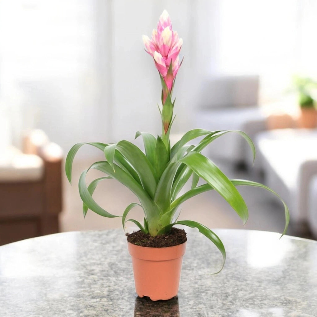 Gardenaria Guzmania 'Candy' - Pianta da interno ornamentale Altezza: 50 cm (vaso 12)
