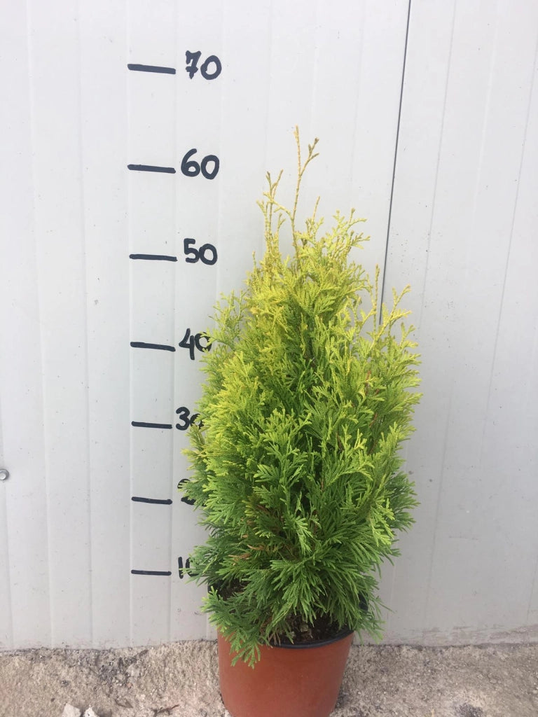 Thuja occidentalis Jantar vaso 18cm H 70cm
