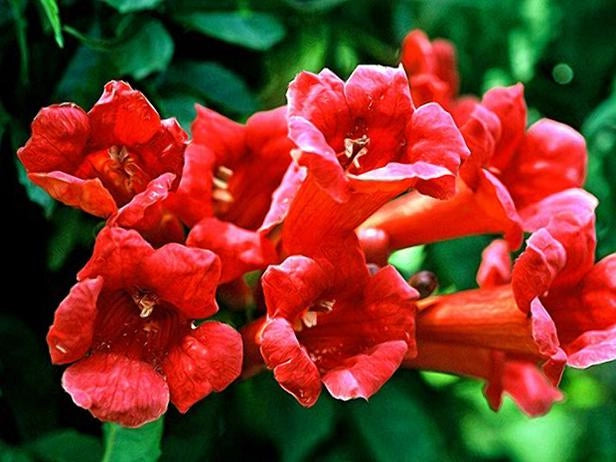Bignonia Campsis Radicans madame galen  vaso 18cm H 110CM fiore arancione