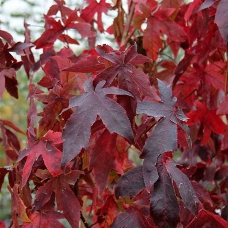 Liquidambar styraciflua – Vaso 24, Altezza 130 cm