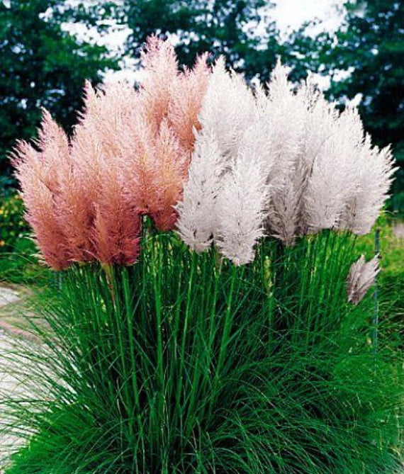 Pianta di Gynerium erba Pampa vaso 18 cm H 150cm CORTADERIA SELLOANA Colore: Bianco
