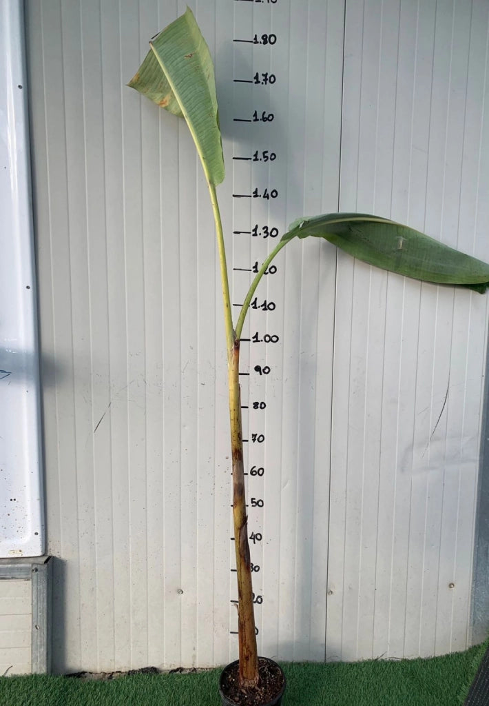 Pianta di BANANO BLUE JAVA 'Musa Acuminata', BANANO BLU in vaso h. 100 cm