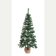 Albero cerano h165-287rami