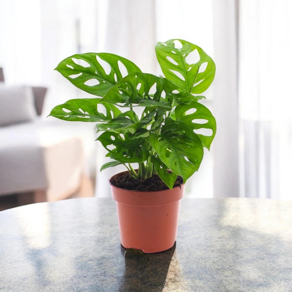 Gardenaria Monstera adansonii - Pianta da interno ornamentale Altezza: 35 cm (vaso 12)