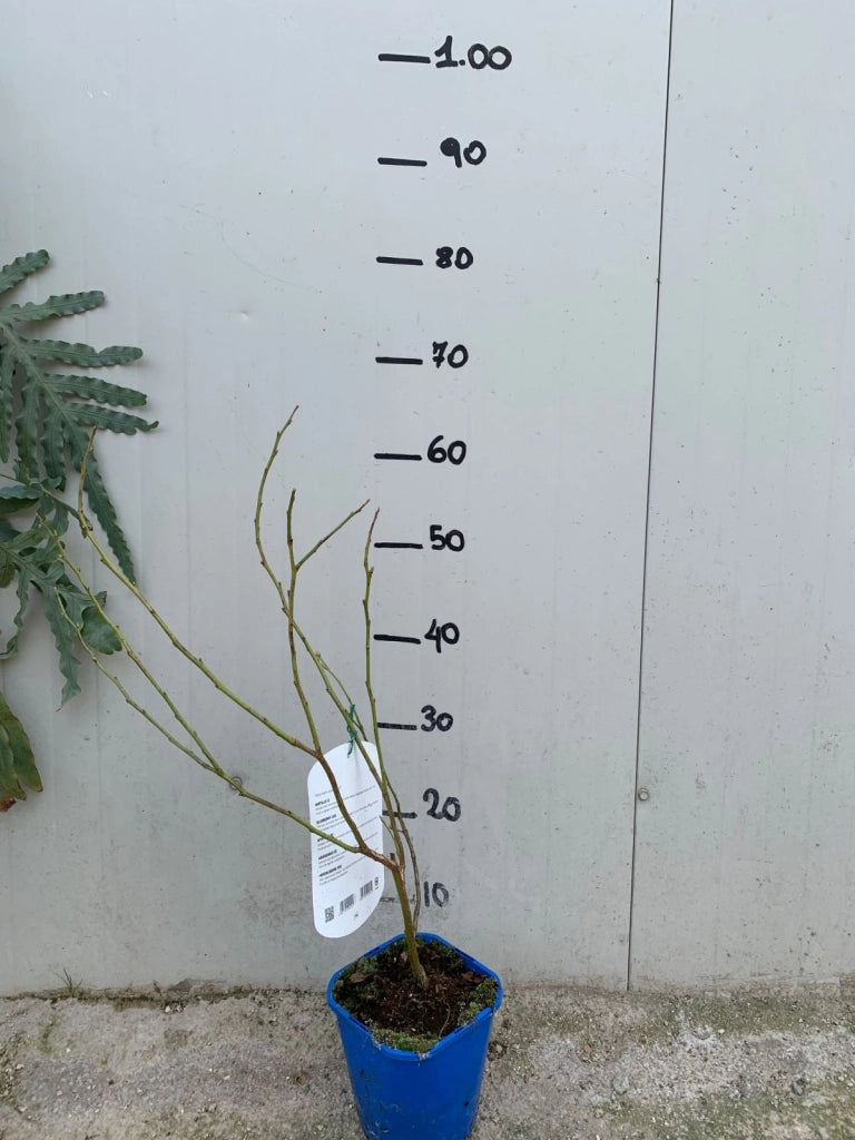 Vaccinium corymbosum Mirtillo americano Darrow foto reali H 70cm