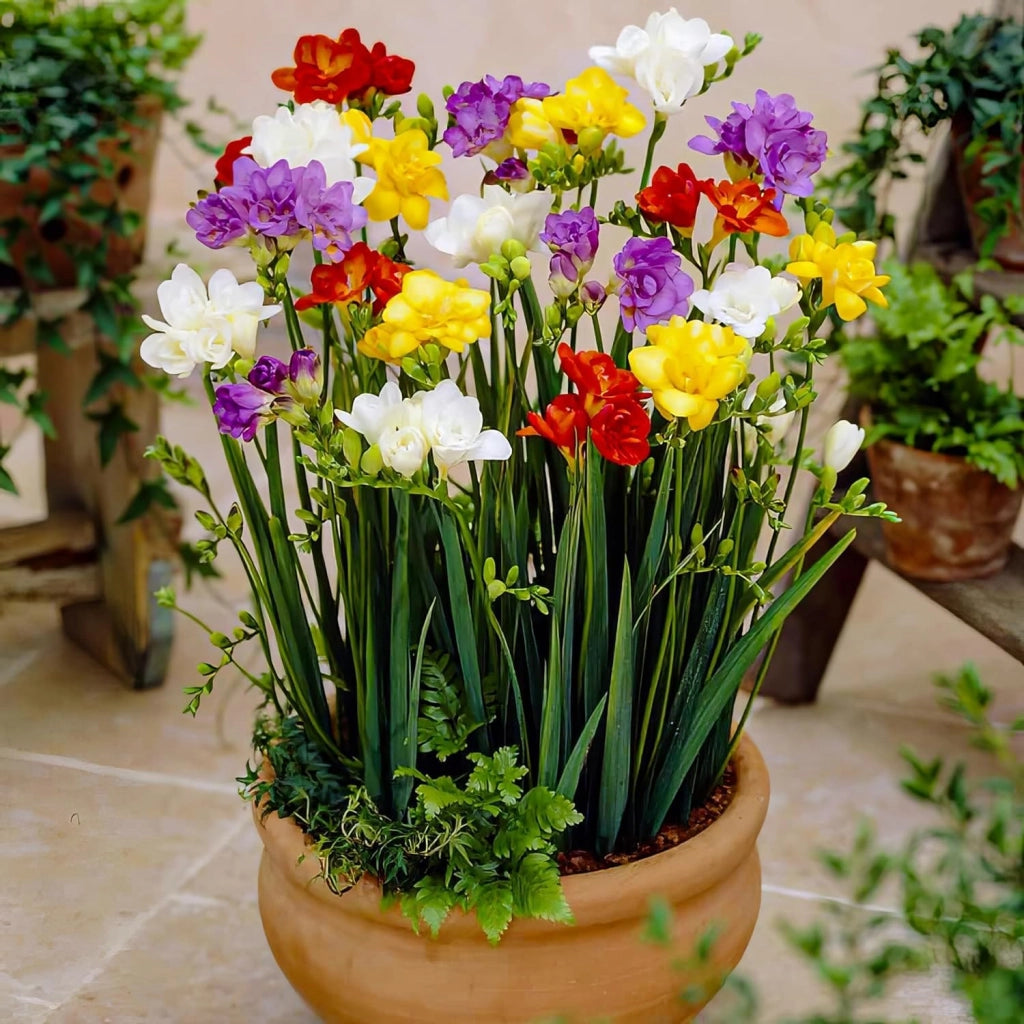 Freesia Double Mix 5/6 – Bulbi dai fiori doppi profumati