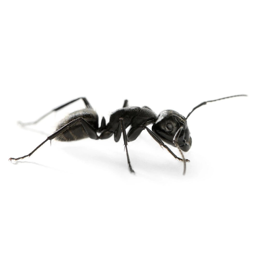 INSETTICIDA GRANULARE DURACID MICROGRANULI per formiche e insetti 1 KG VEBI