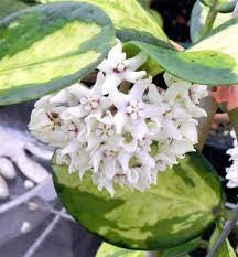 Hoya australis Lisa fiore di cera foto reale vaso 12cm pianta grassa