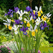 15 bulbi di IRIS HOLLANDICA MIX 7/8