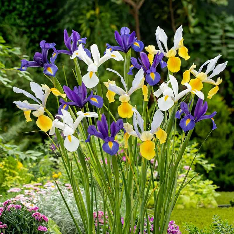 15 bulbi di IRIS HOLLANDICA MIX 7/8