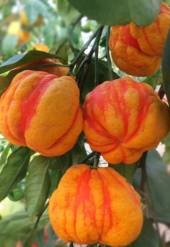 Pianta di Arancio Bizzarria (Citrus aurantium Bizzarria) Vaso Ø20cm