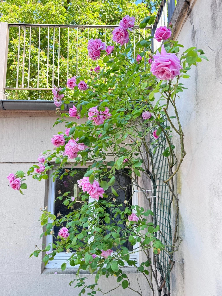 ROSA RAMP. VASO 24 H.210 PIERRE DE RONSARD
