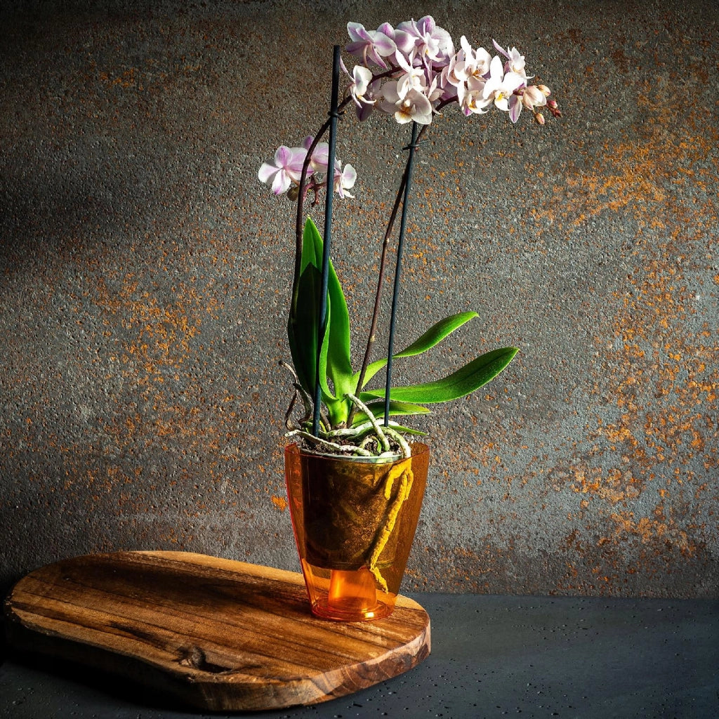 Vaso da fiori KADAX per orchidee, in plastica, arancione, 13 cm