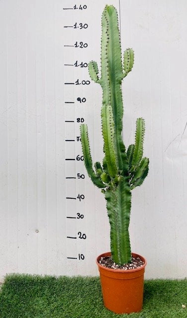 Euphorbia eritrea, cactus eritrea vaso 18cm H 100cm