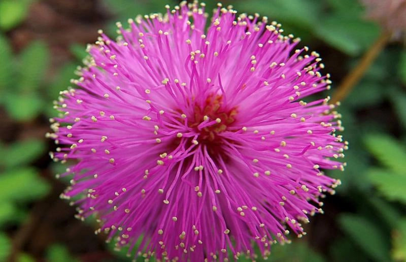 Mimosa Pudica Sensitiva - vaso 17 cm H40 cm