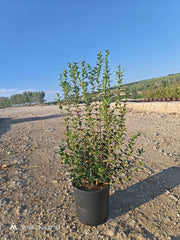 OSMANTHUS X BURKWOODII CESP.24