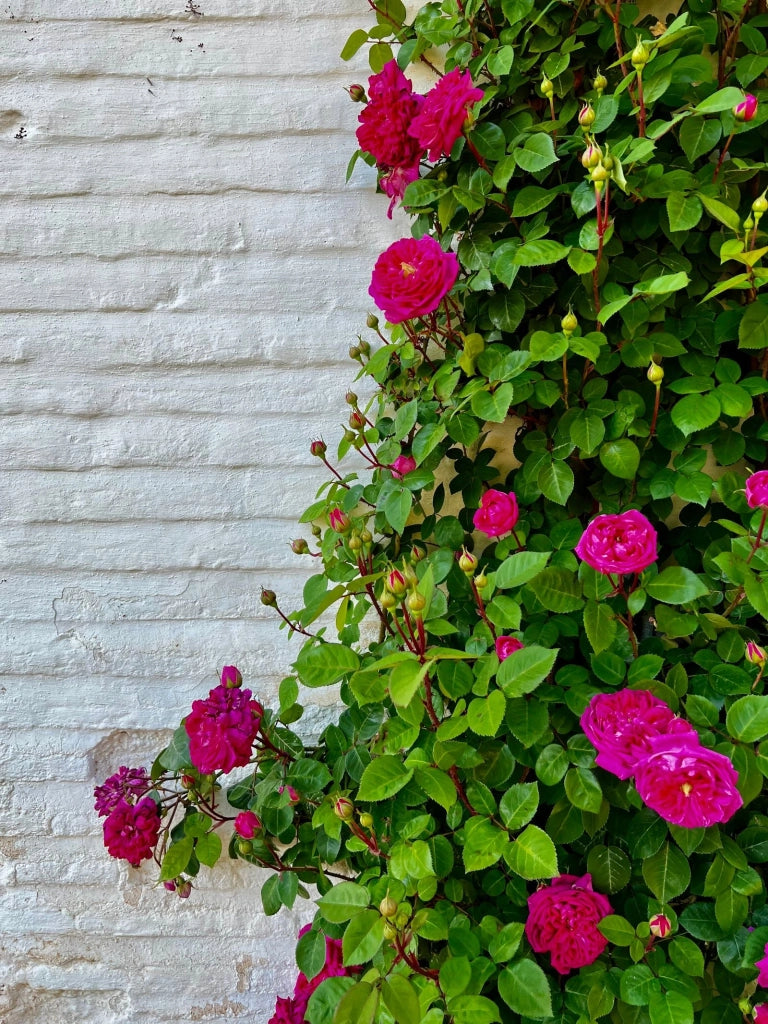 ROSA RAMP. VASO 24 H.210 PIERRE DE RONSARD