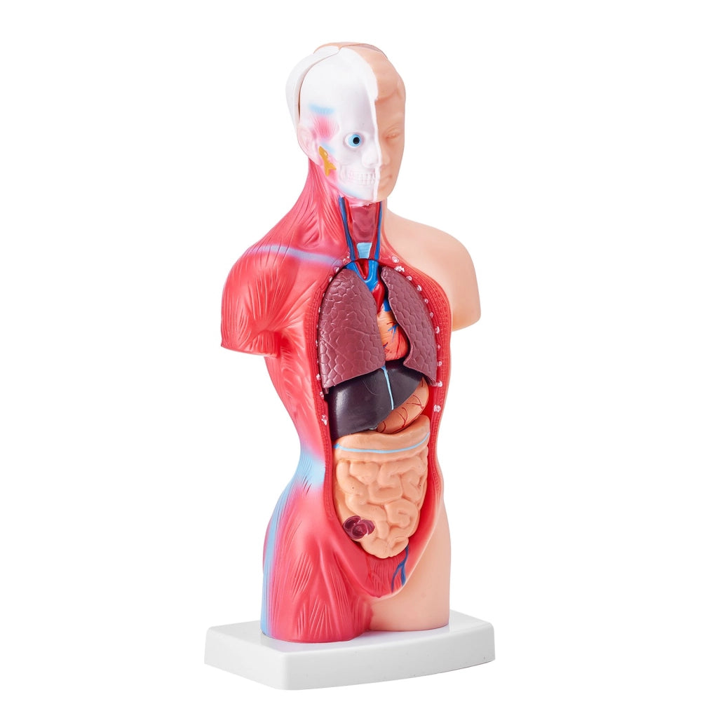 Modello Anatomico Torso Umano 28 cm 15 Pezzi LD-203 in PVC con Organi Rimovibili per Didattica