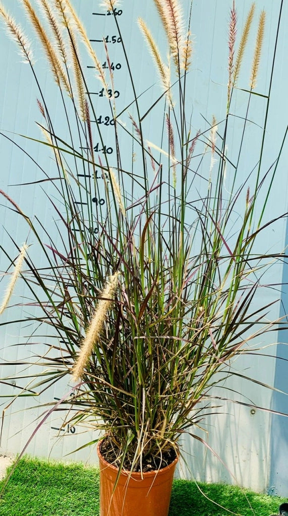 Pennisetum Setaceum Rubrum vaso 24cm foto reali H 150 CM