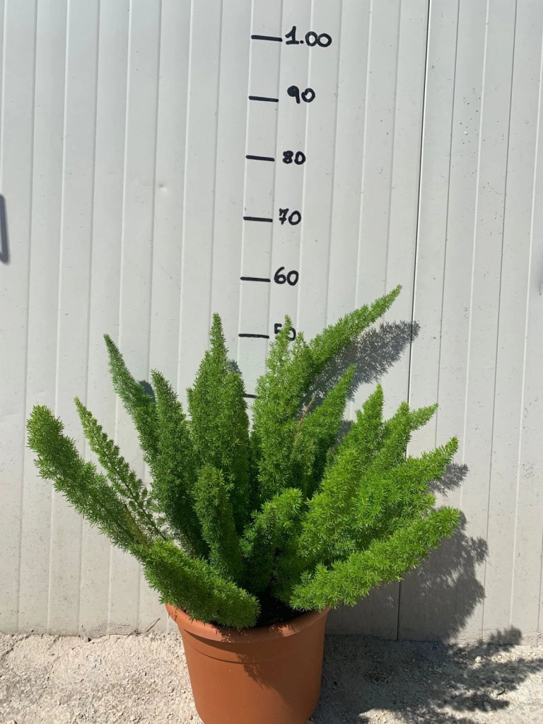 Pianta asparagus densiflorus myersii vaso 24cm foto reali