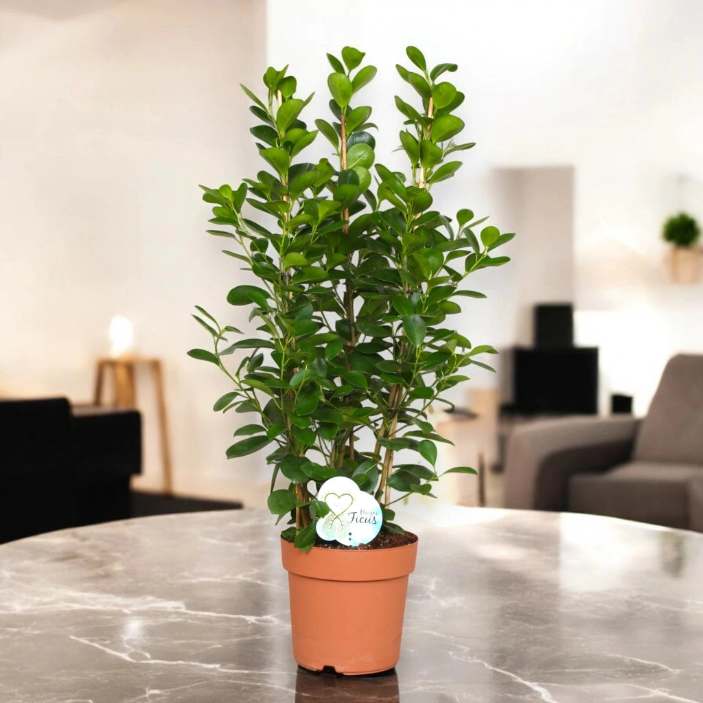 Gardenaria Ficus microcarpa 'Moclame' - Pianta da interno ornamentale Altezza: 90 cm (vaso 24)