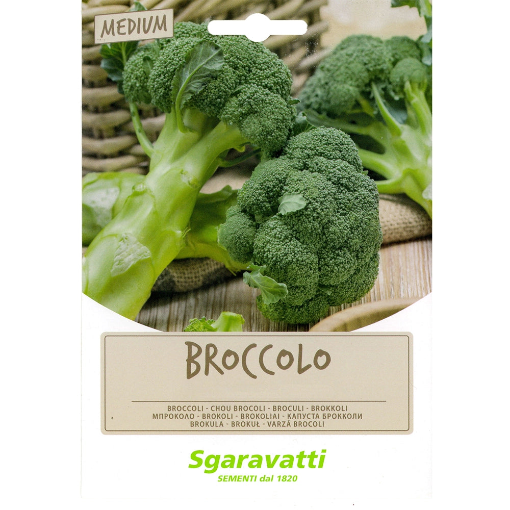 SEMI PER FAVE broccoletto centoventino riccio S. Marzano - gr 100- 20 pezzi  - SGARAVATTI