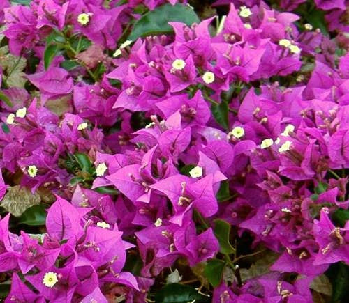 Bougainvillea Sanderiana h 150cm pianta rampicante bouganville bungaville