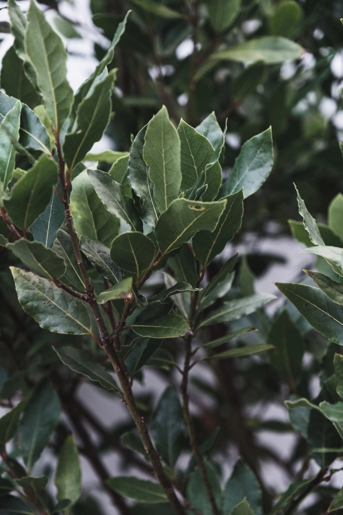 LAURUS NOBILIS (ALLORO) CESPUGLIO VASO 55 H.200/250