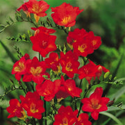 10 bulbi di FREESIA SEMPLICE ROSSA 5/6