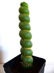 Eulychnia castanea spiralis vaso 10,5 - Pianta Grassa