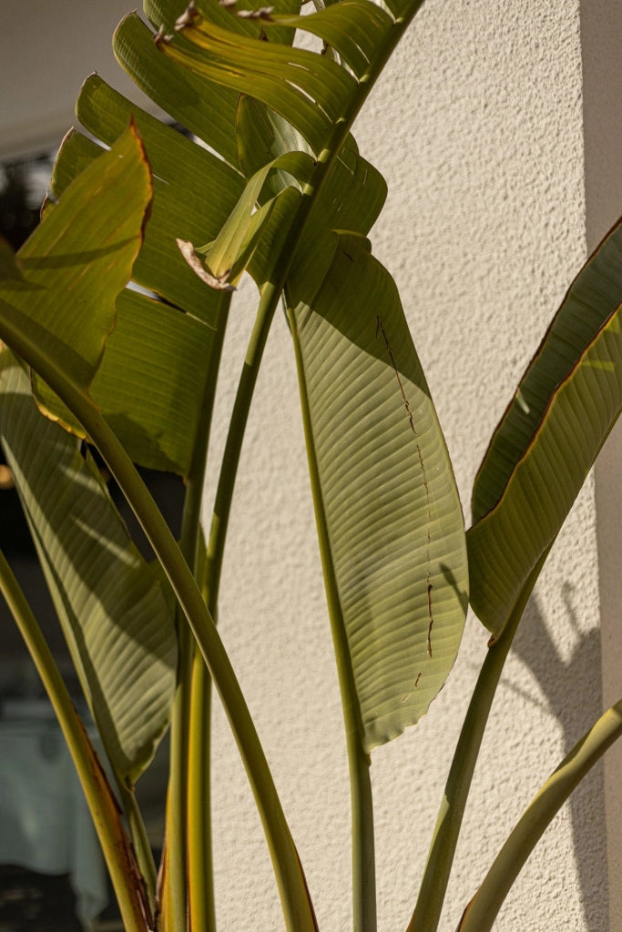 STRELITZIA NICOLAI (STERLIZIA GIGANTE) VASO 50 H.180/200 CON VASO BIANCO CLASSIC