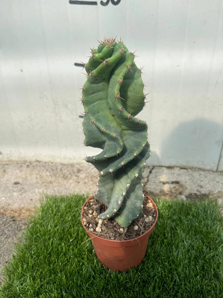 CEREUS FORBESII CV. SPIRALIS - Pianta Grassa Cactus Vaso 10,5 H30 cm Foto Reali