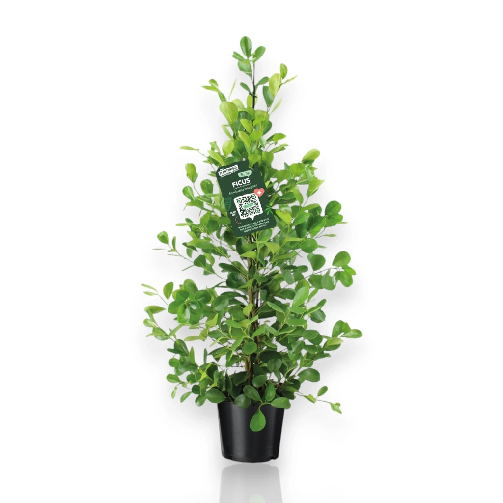 Gardenaria Ficus microcarpa 'Moclame' - Pianta da interno ornamentale Altezza: 90 cm (vaso 24)
