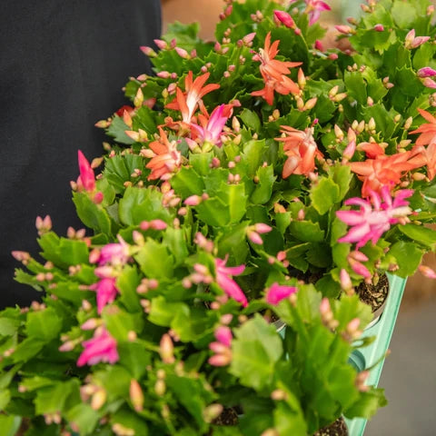 Schlumbergera in vaso 13 – Cactus di Natale elegante e fiorito