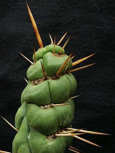 Eulychnia castanea spiralis vaso 10,5 - Pianta Grassa