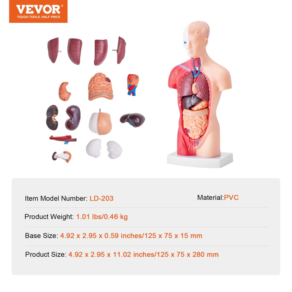 Modello Anatomico Torso Umano 28 cm 15 Pezzi LD-203 in PVC con Organi Rimovibili per Didattica