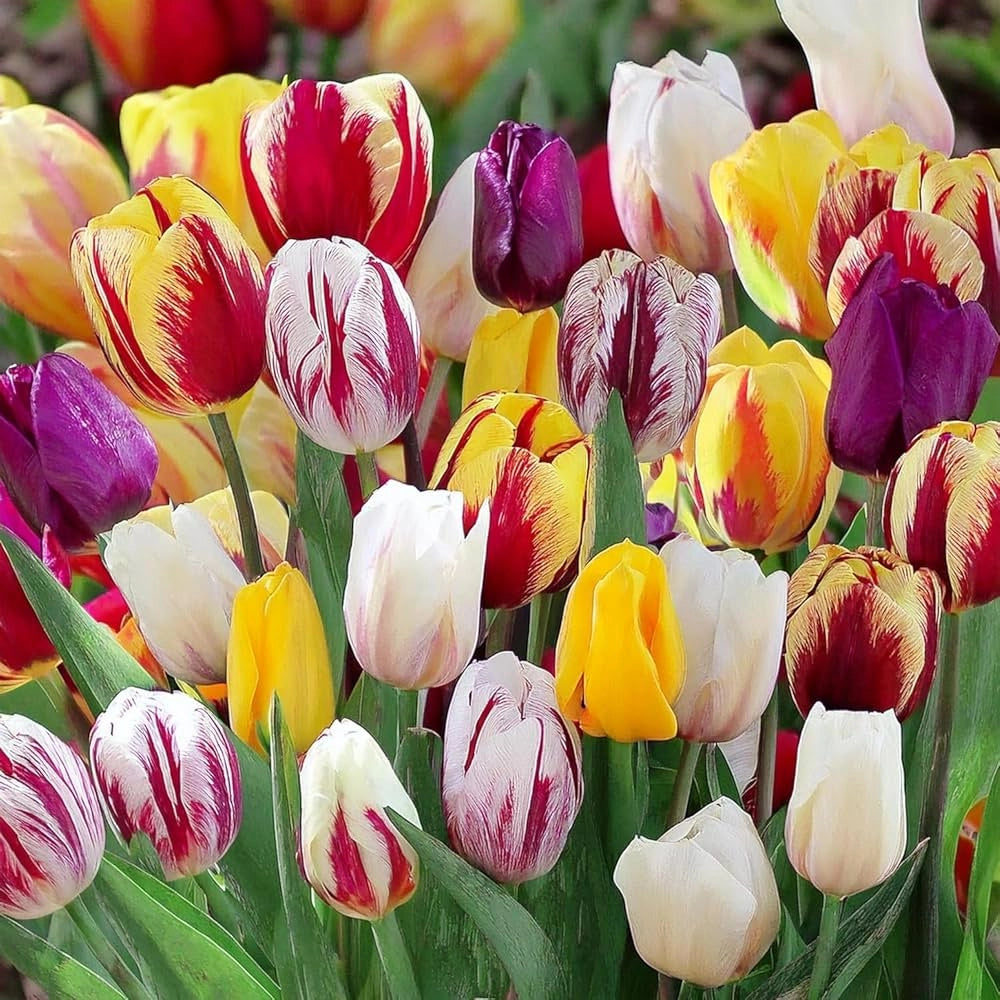 8 bulbi di TULIPANI REMBRANT MIX