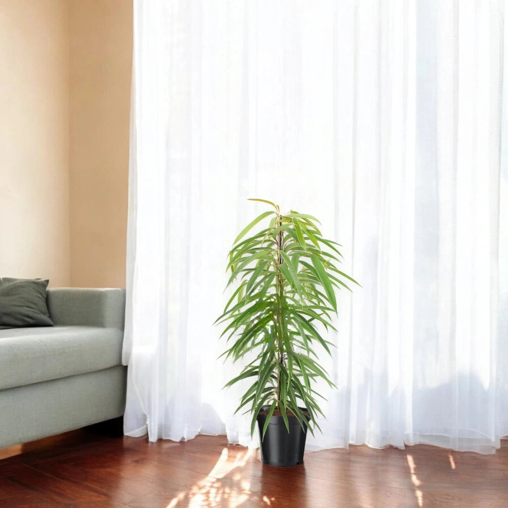 Gardenaria Ficus binnendijkii 'Alli' - Pianta da interno ornamentale Altezza: 135 cm (vaso 27)