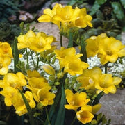 10 bulbi di FREESIA SINGLE YELLOW 5/6