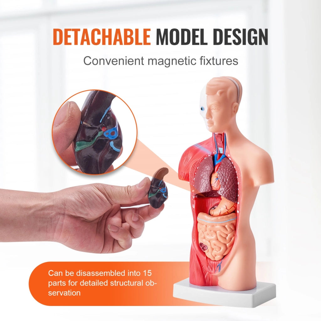 Modello Anatomico Torso Umano 28 cm 15 Pezzi LD-203 in PVC con Organi Rimovibili per Didattica