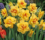 5 bulbi di NARCISI TAHITI 12/14