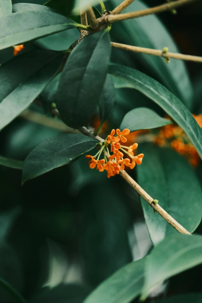 OSMANTHUS X BURKWOODII CESP.24