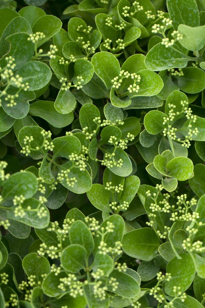 EUONYMUS JAPONICUS CESP.24 AUREA Lt.6.5