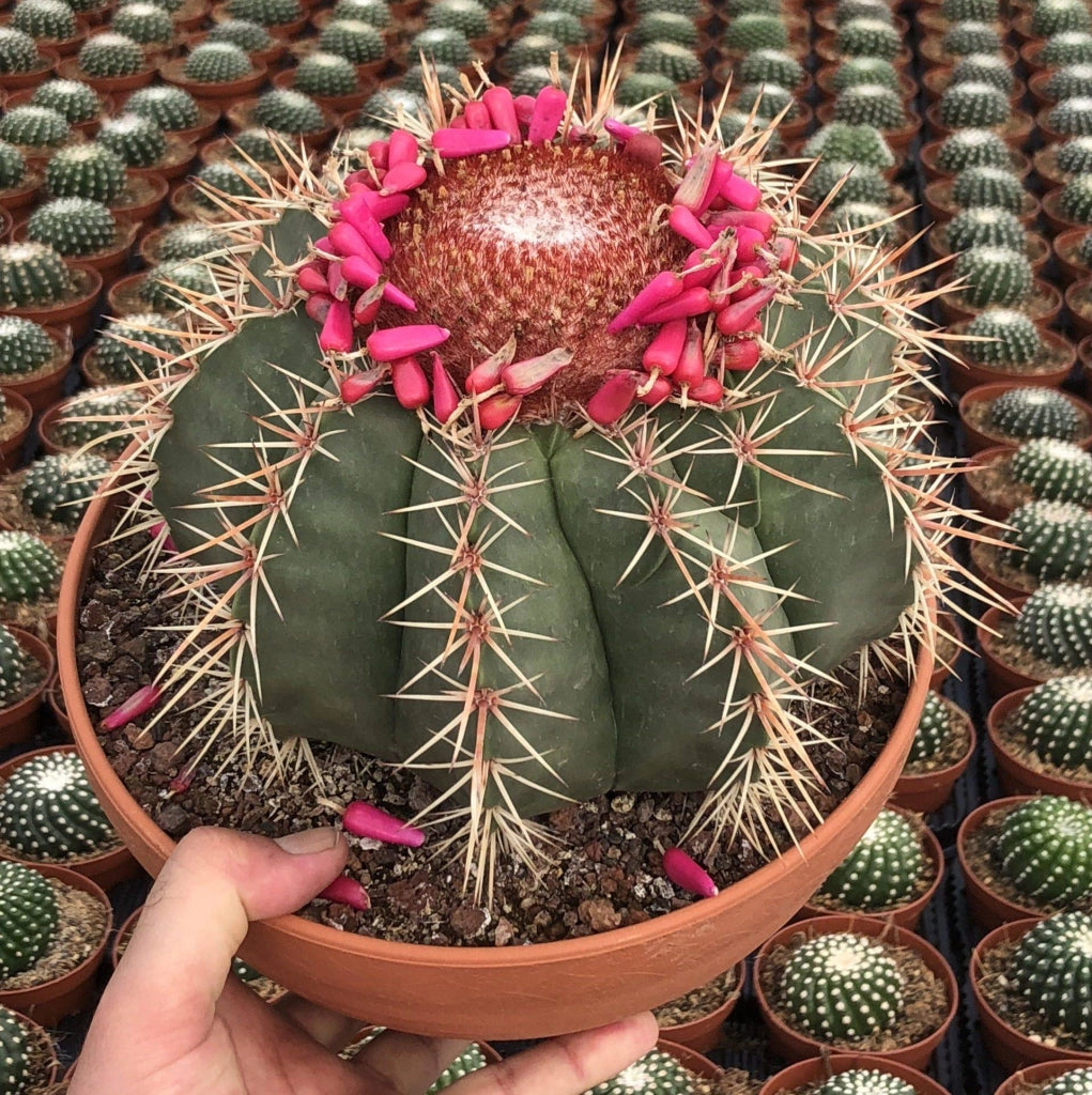 Melocactus matanzanus - Pianta Grassa Vaso 8 Foto Reali