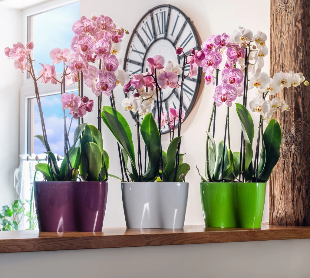 Vaso da fiori KADAX, Vaso da fiori, Vaso da fiori in plastica, Orchidea, 23 cm, Grigio