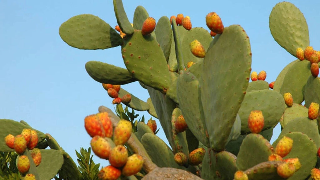 Opuntia Ficus Indica Fico d'India vaso 24 foto reali H 70cm pianta grassa