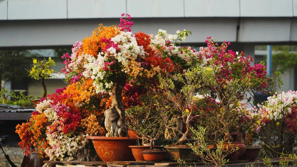 Buganvillea Bougainvillea Bonsai Fiore Doppio Vaso 60 cm Arbusto da Esterno